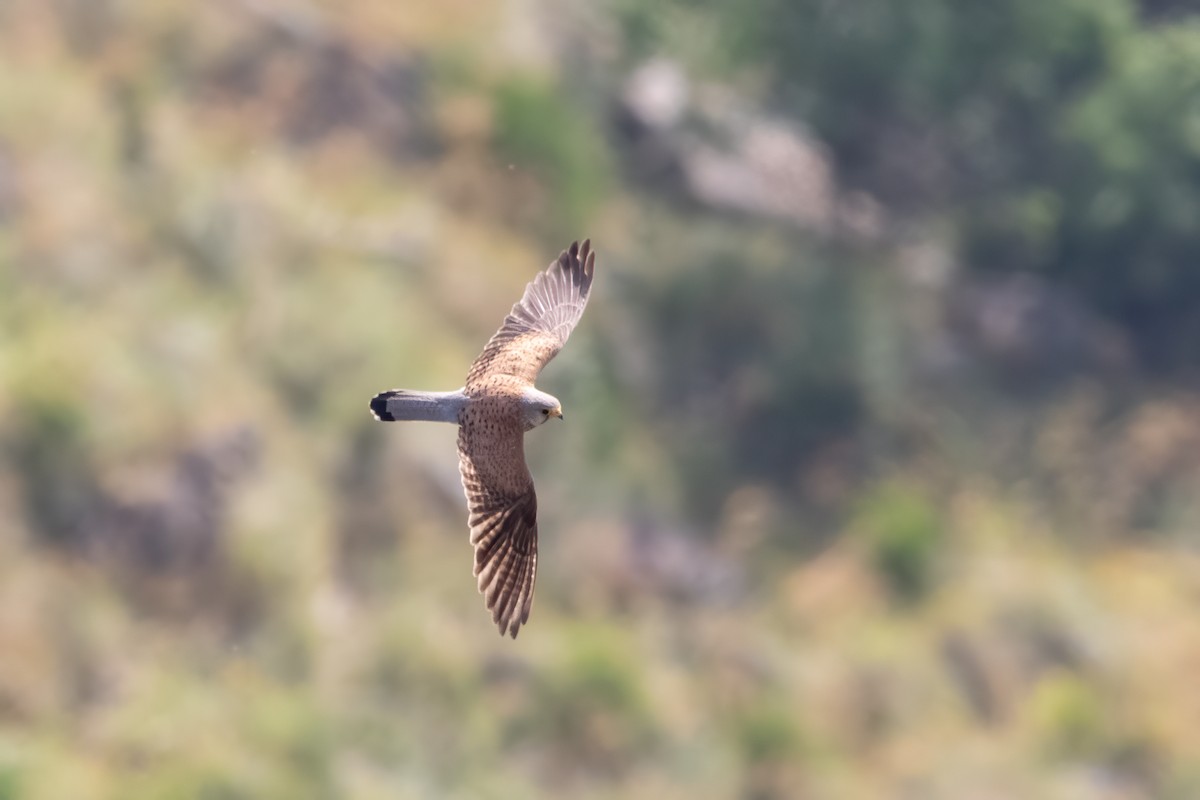 Eurasian Kestrel - ML620068448