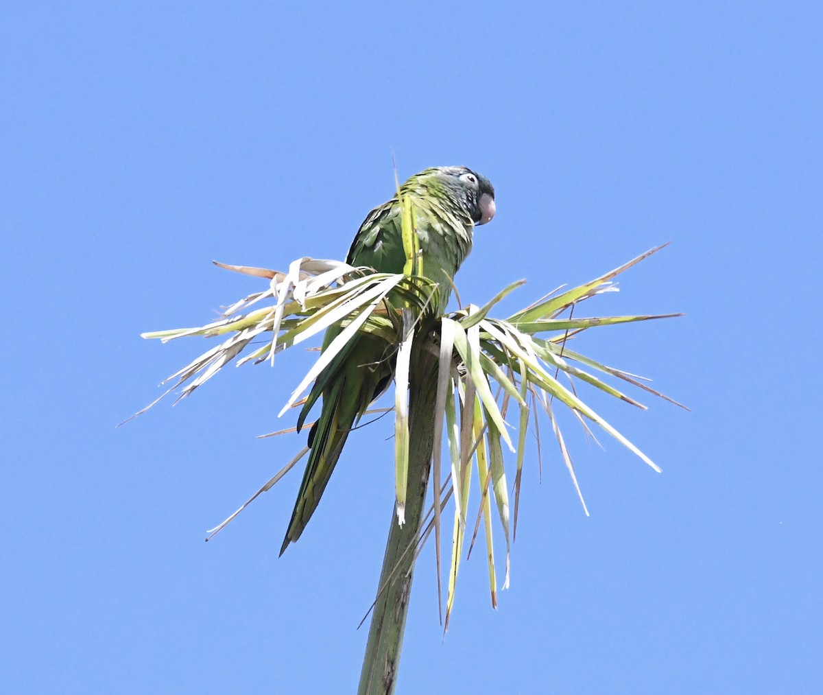 Blue-crowned Parakeet - ML620068455