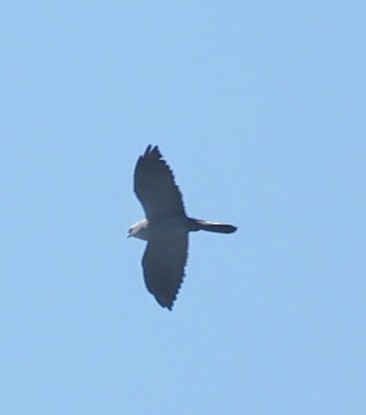 Mississippi Kite - ML620068479