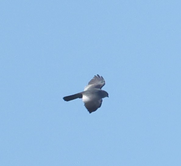 Mississippi Kite - ML620068480