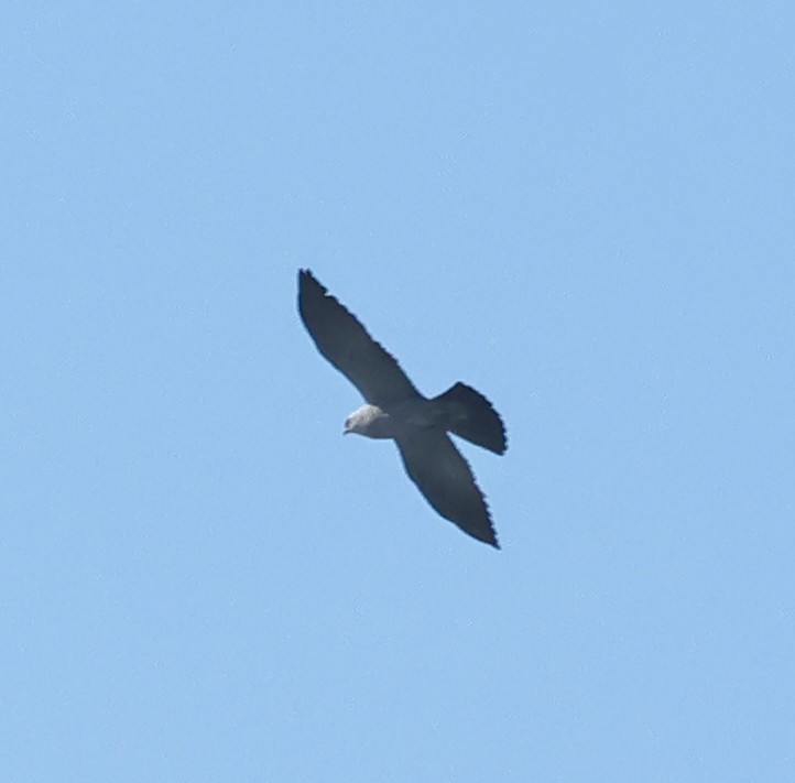 Mississippi Kite - ML620068481