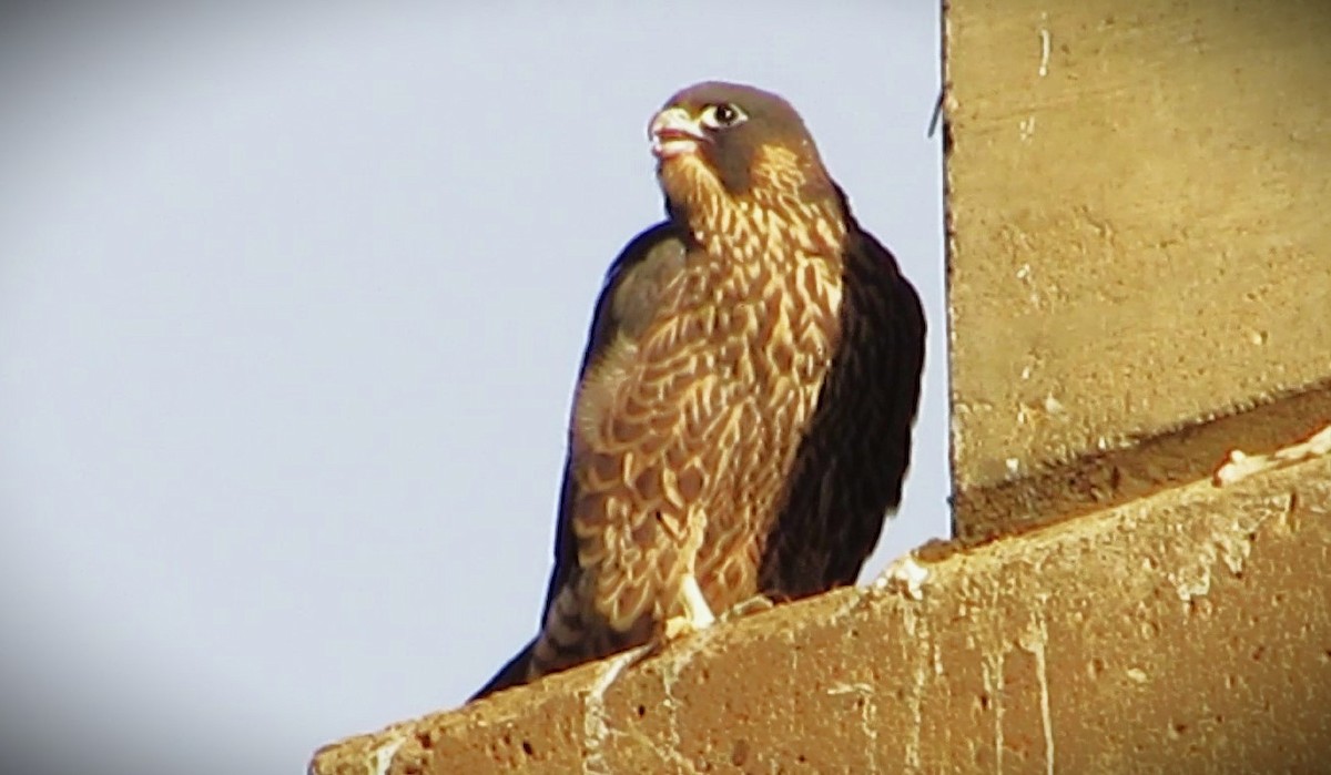 Peregrine Falcon - Fred Kachmarik
