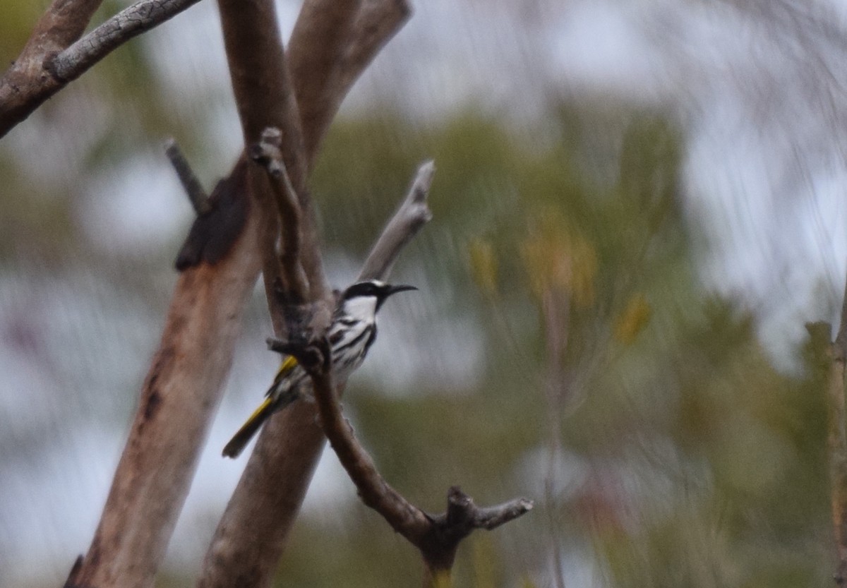 White-cheeked Honeyeater - ML620068499