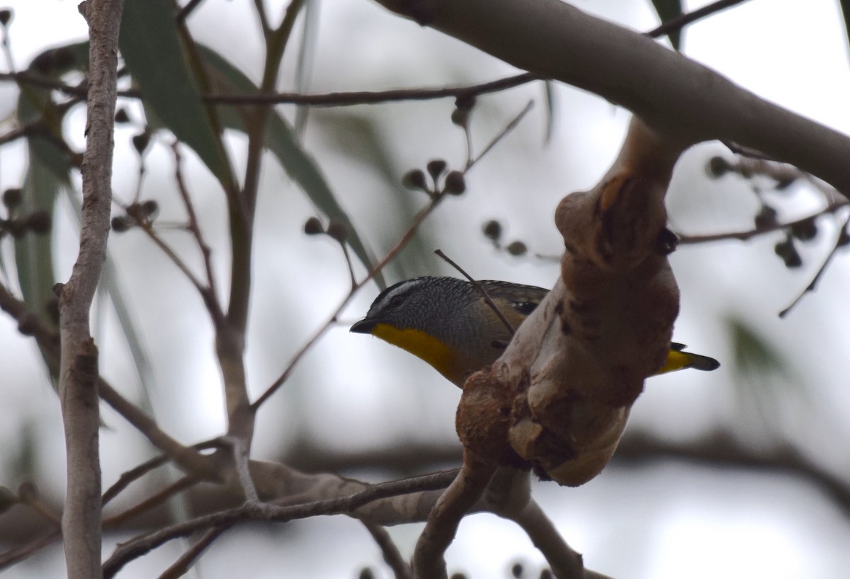 Spotted Pardalote - ML620068515