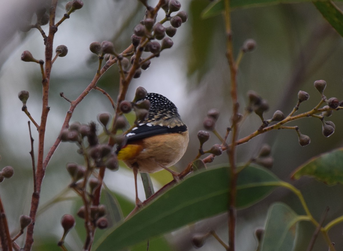 Spotted Pardalote - ML620068516