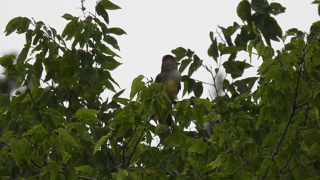Great Crested Flycatcher - ML620068522