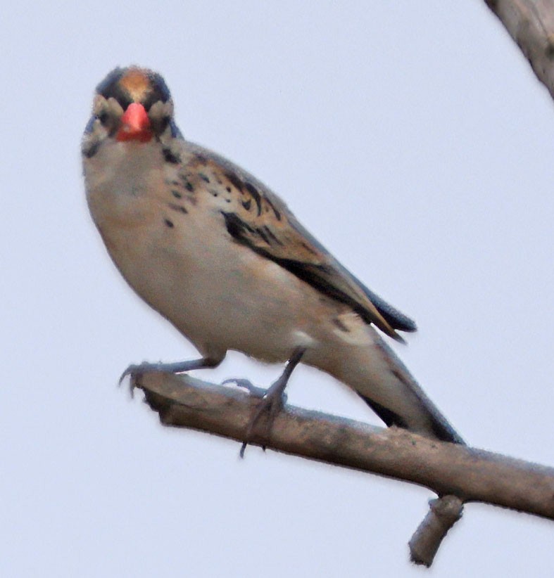 Pin-tailed Whydah - ML620068524