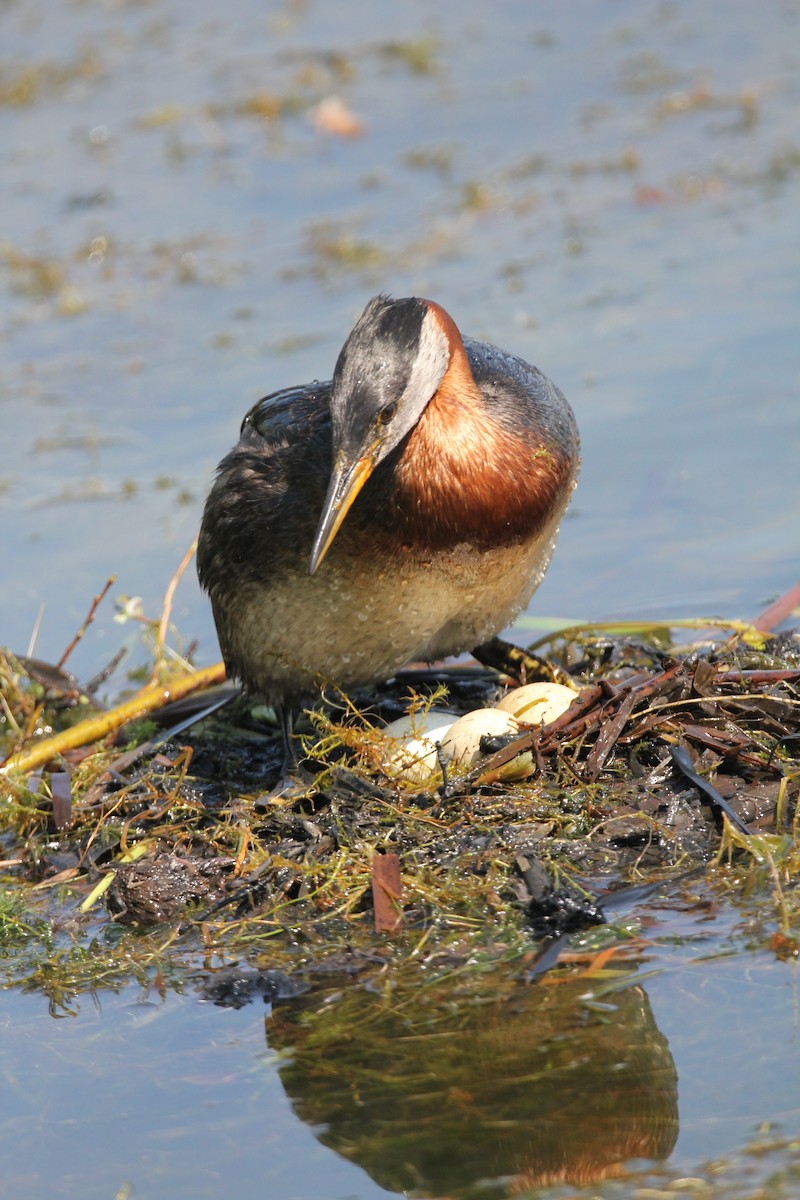 Red-necked Grebe - ML620068532