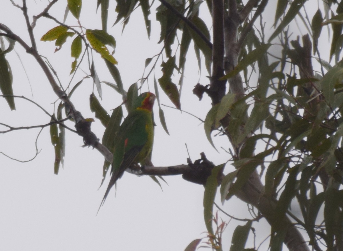 Swift Parrot - ML620068539