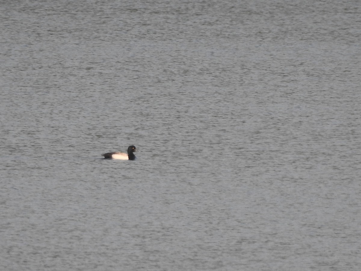 Greater Scaup - ML620068564