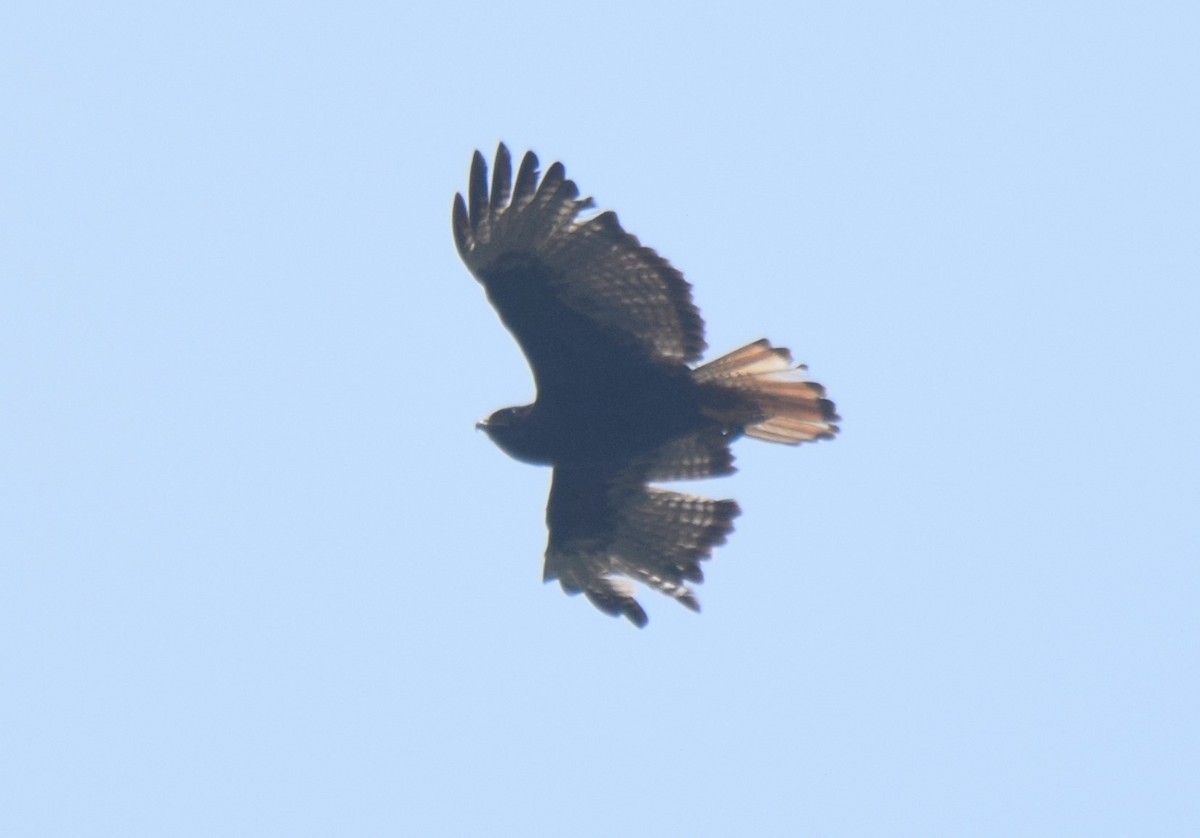 Red-tailed Hawk - ML620068565