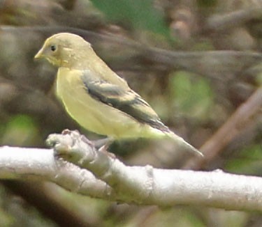 Lesser Goldfinch - George Nothhelfer