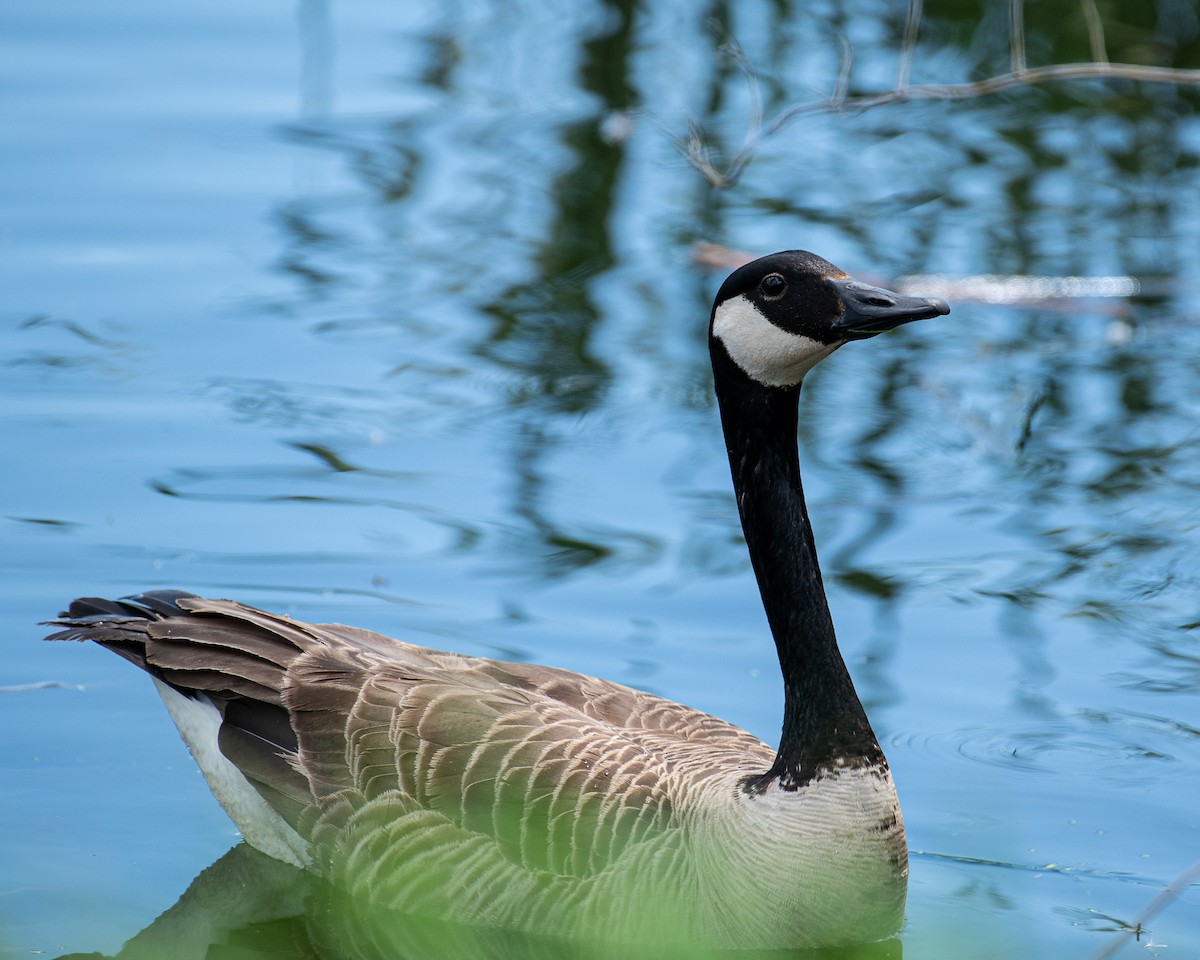 Canada Goose - ML620068632