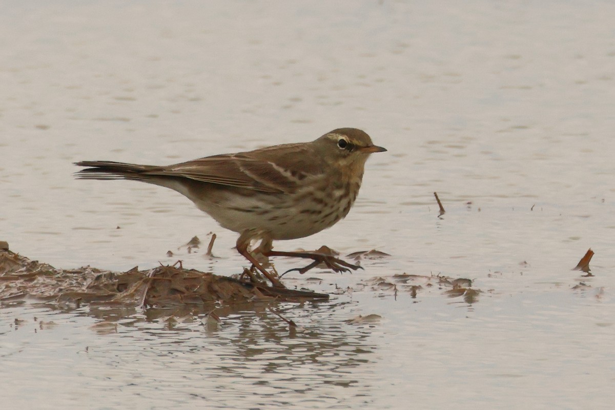 Water Pipit - ML620068639