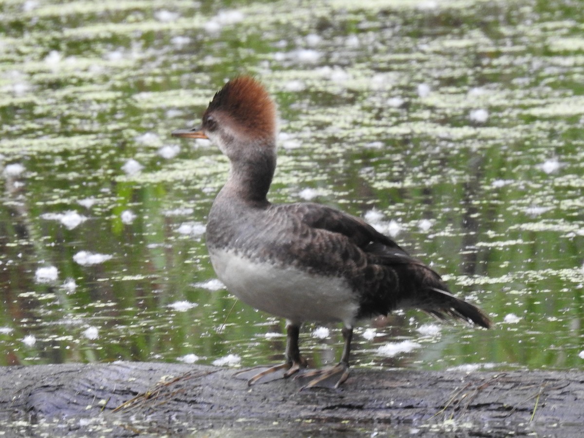 Hooded Merganser - ML620068652