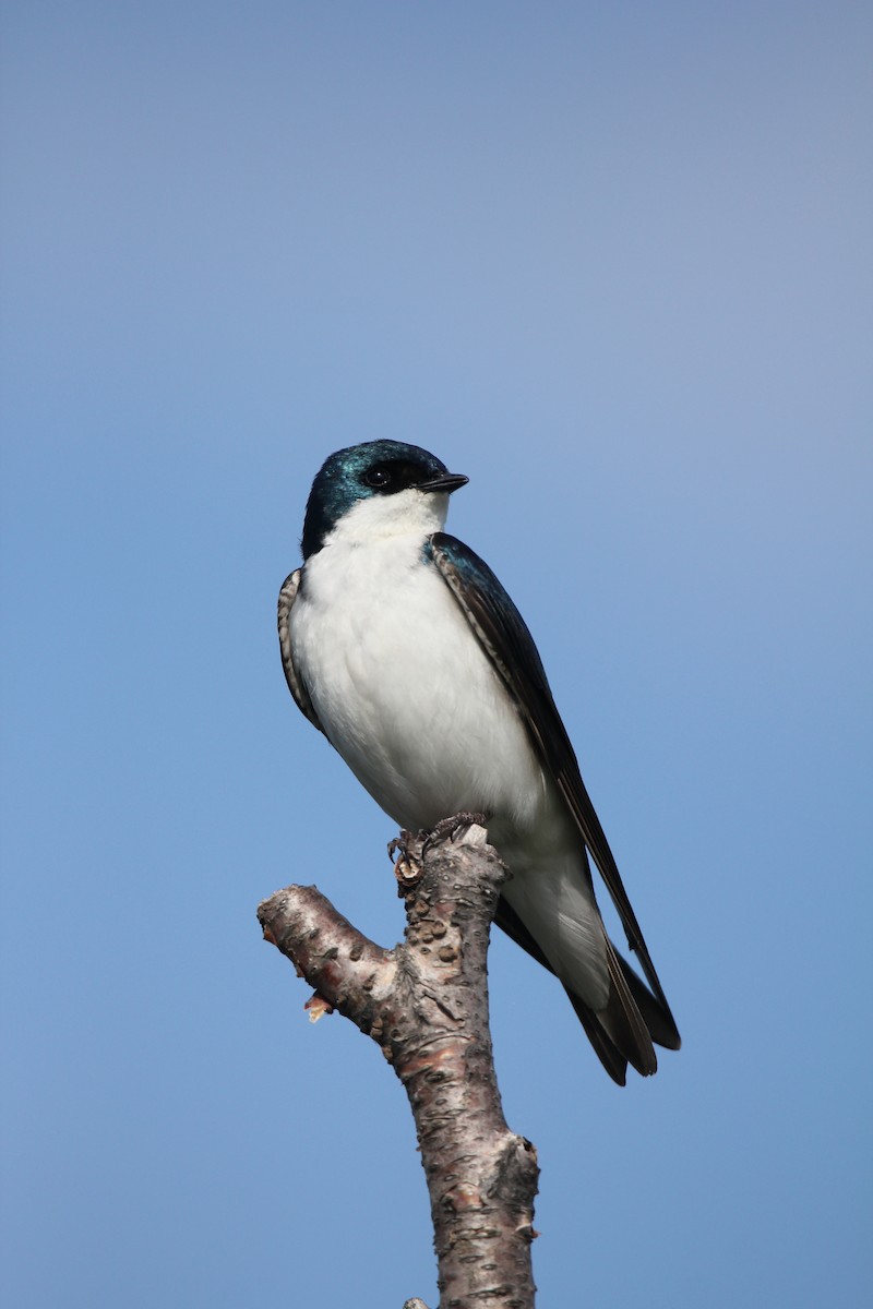 Tree Swallow - ML620068657