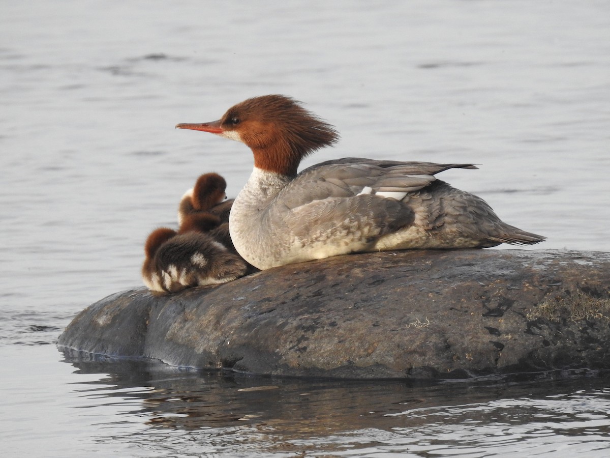 Common Merganser - ML620068663