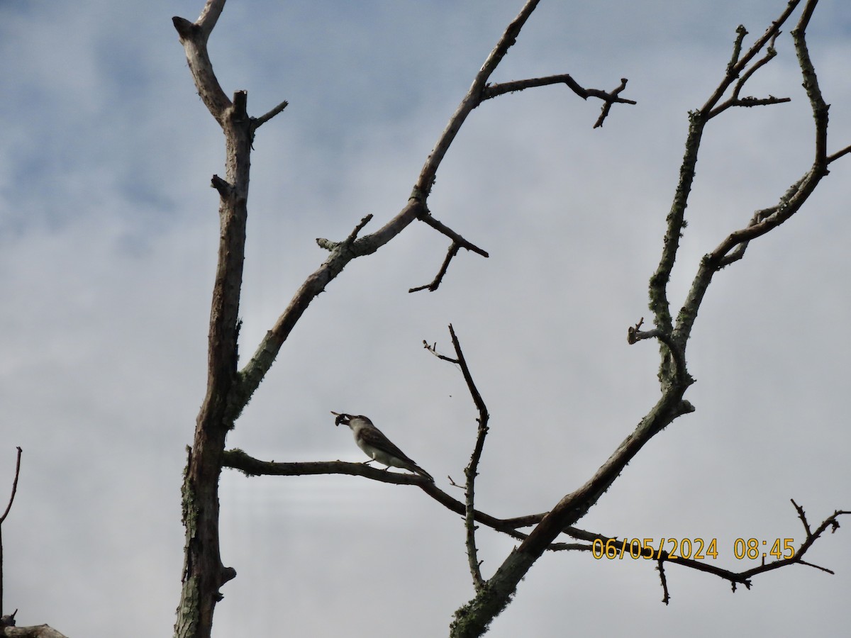 Gray Kingbird - ML620068678