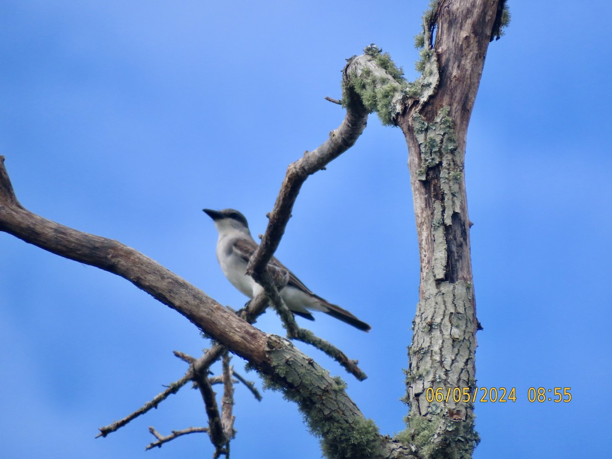 Gray Kingbird - ML620068680