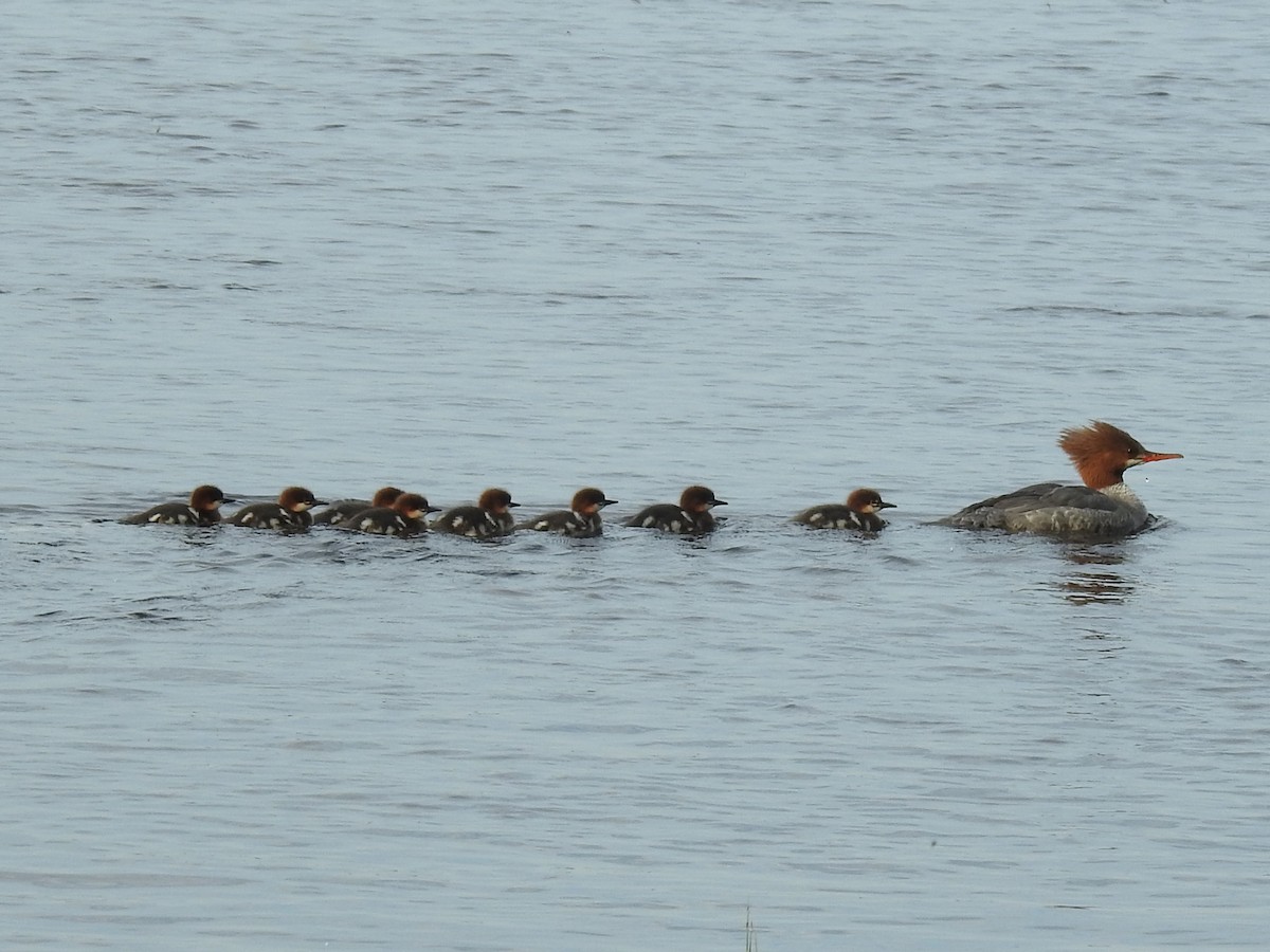 Common Merganser - ML620068684