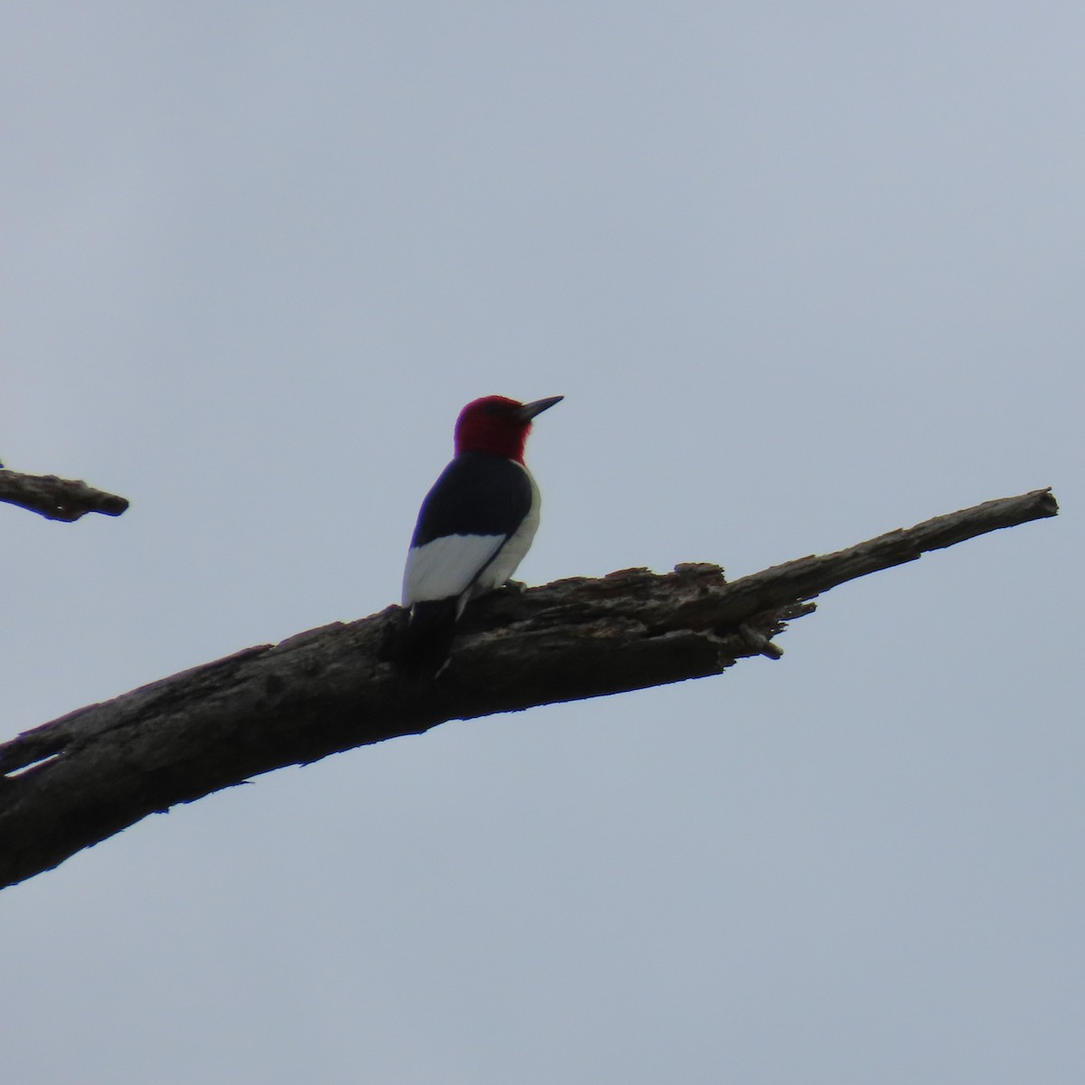 Red-headed Woodpecker - ML620068738