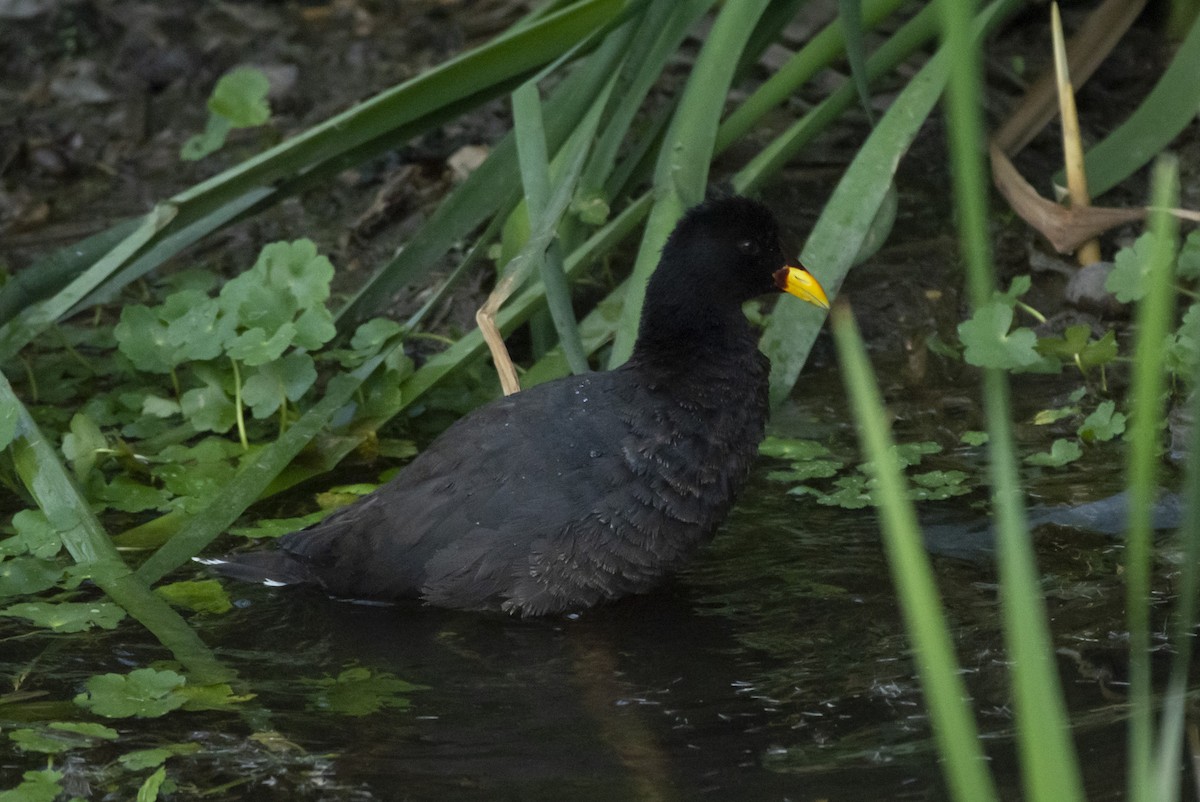 Red-fronted Coot - ML620068753
