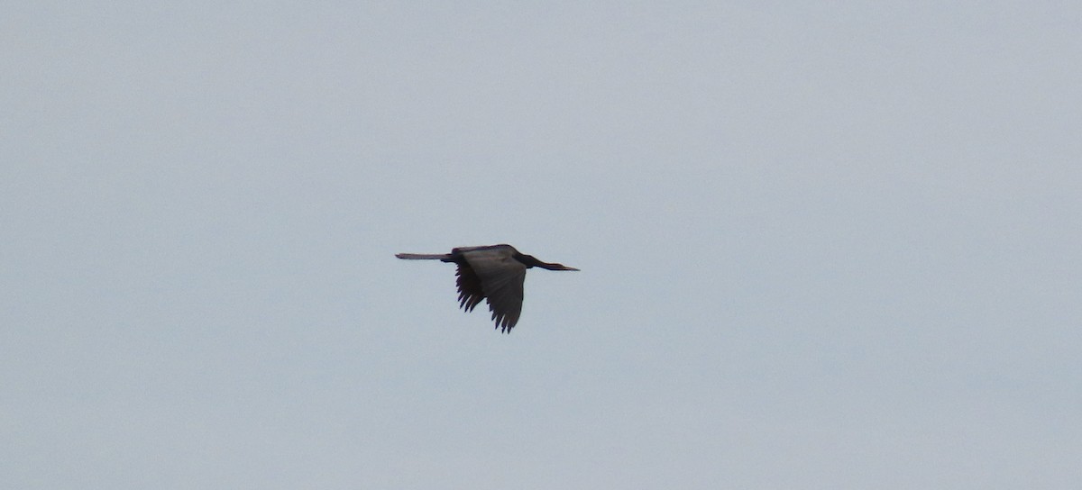 Anhinga d'Amérique - ML620068758