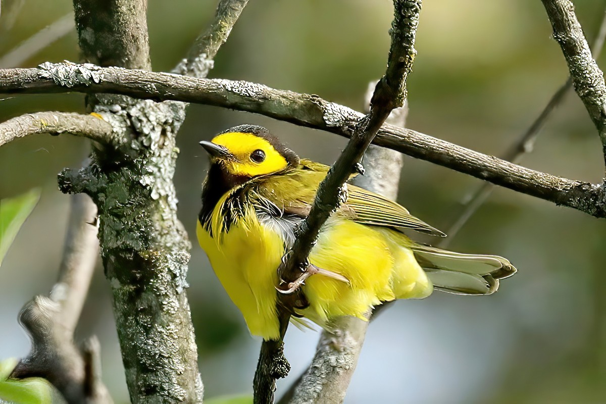 Hooded Warbler - ML620068785