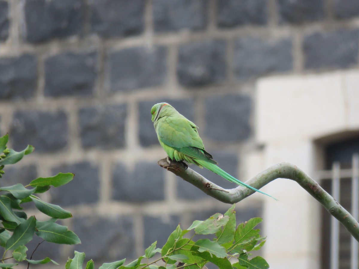 Yeşil Papağan - ML620068790