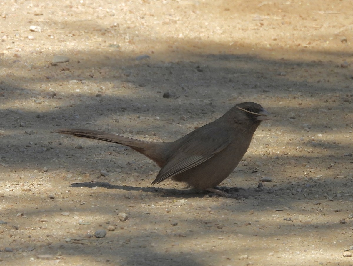 Abert's Towhee - ML620068793