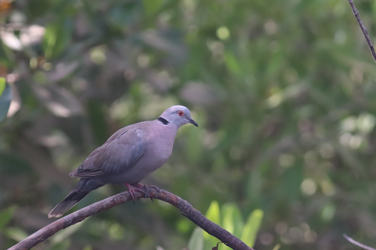 Mourning Collared-Dove - ML620068794