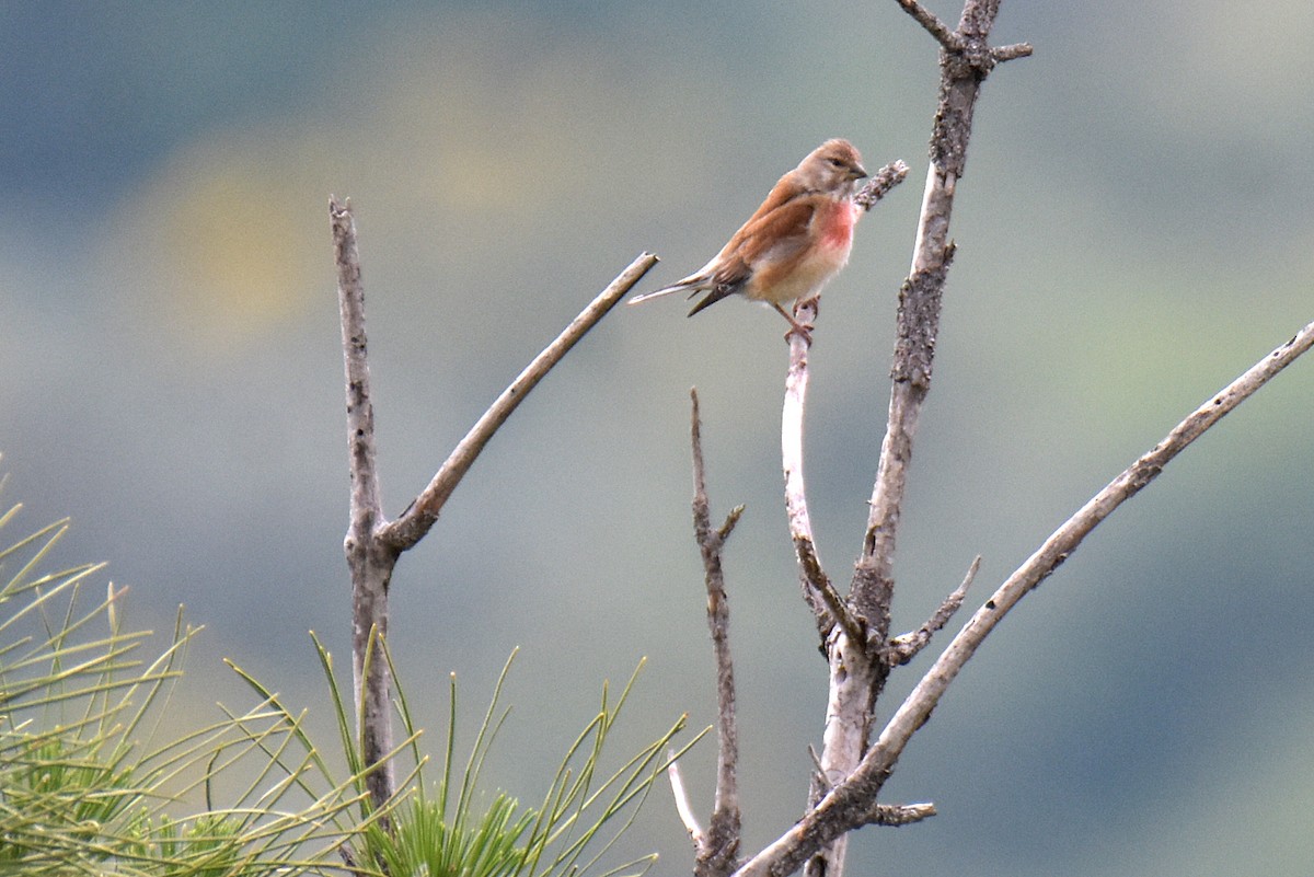 Eurasian Linnet - ML620068813