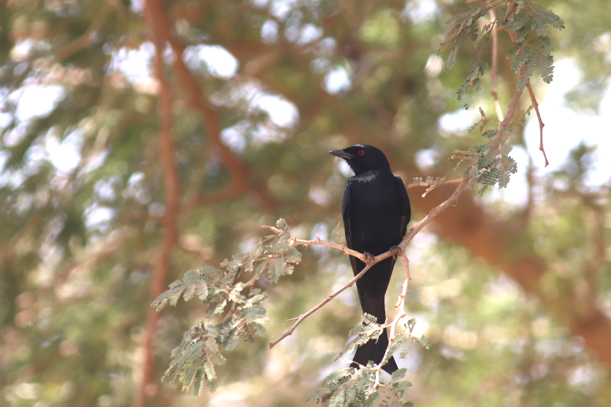 Fork-tailed Drongo - ML620068829