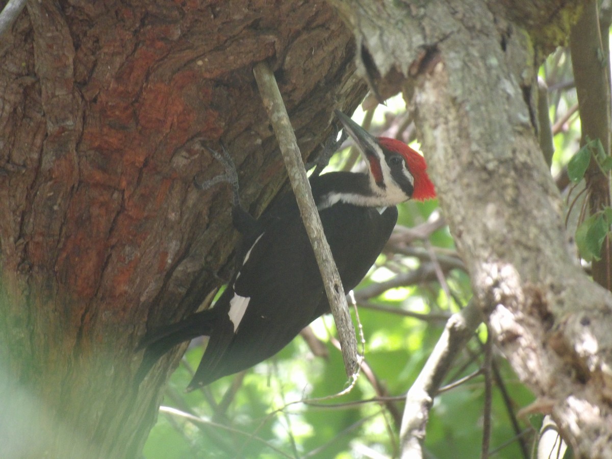 Pileated Woodpecker - ML620068845