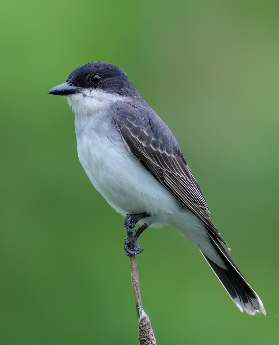 Eastern Kingbird - ML620068862