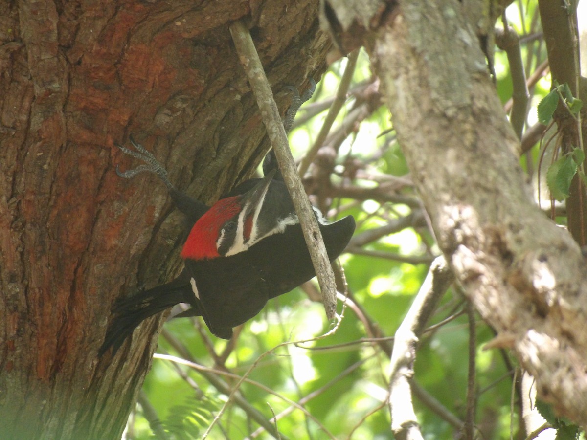 Pileated Woodpecker - ML620068864
