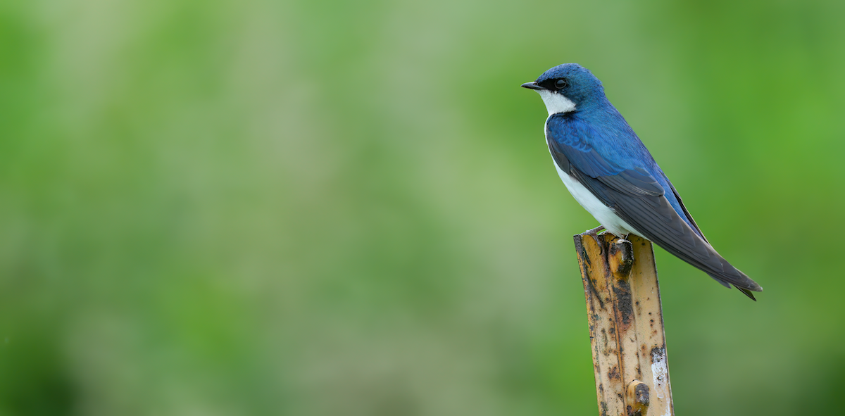 Golondrina Bicolor - ML620068868