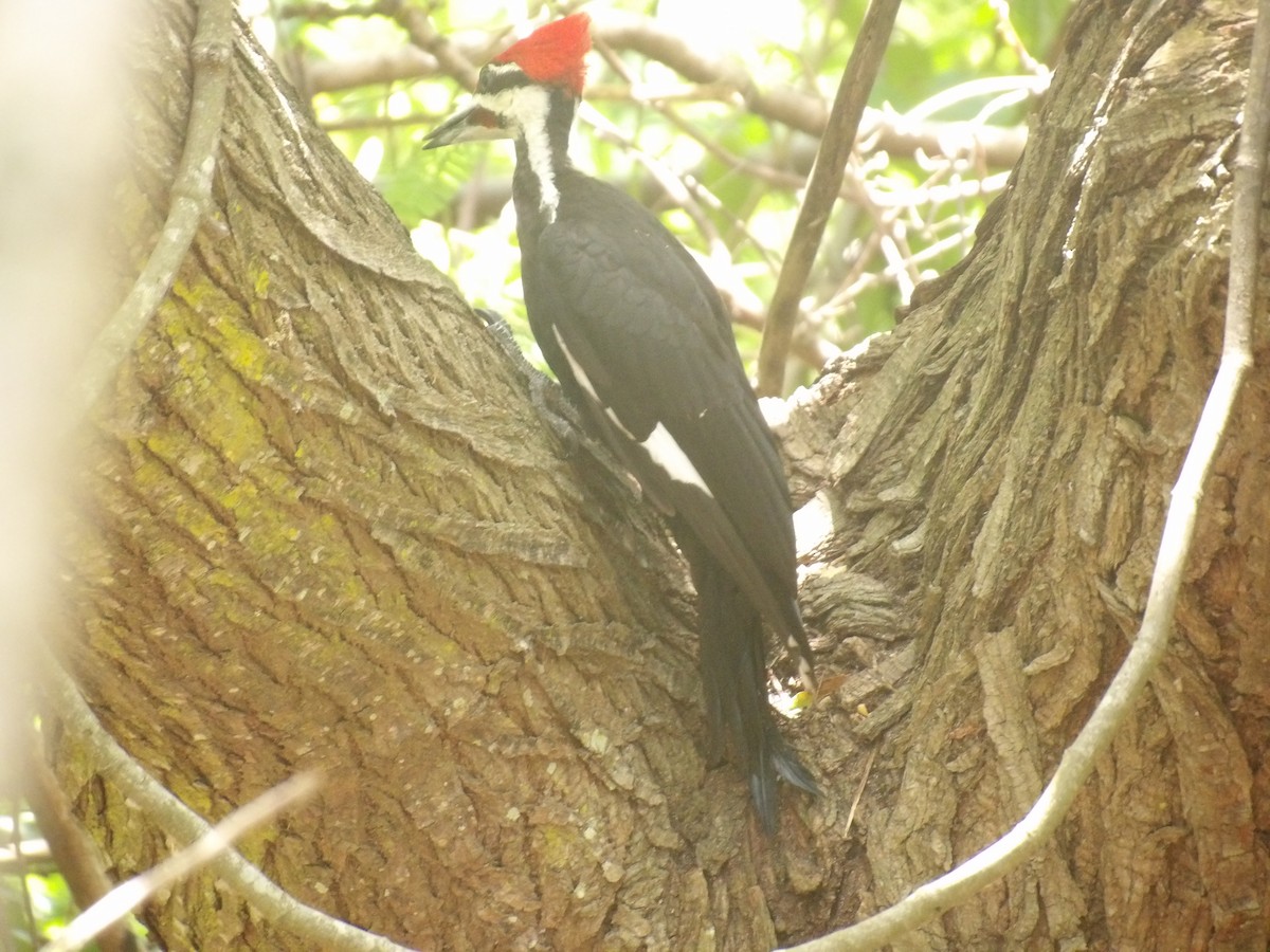 Pileated Woodpecker - ML620068878