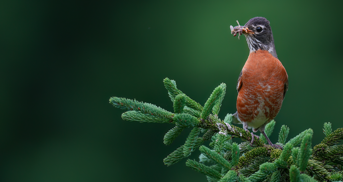 American Robin - ML620068884