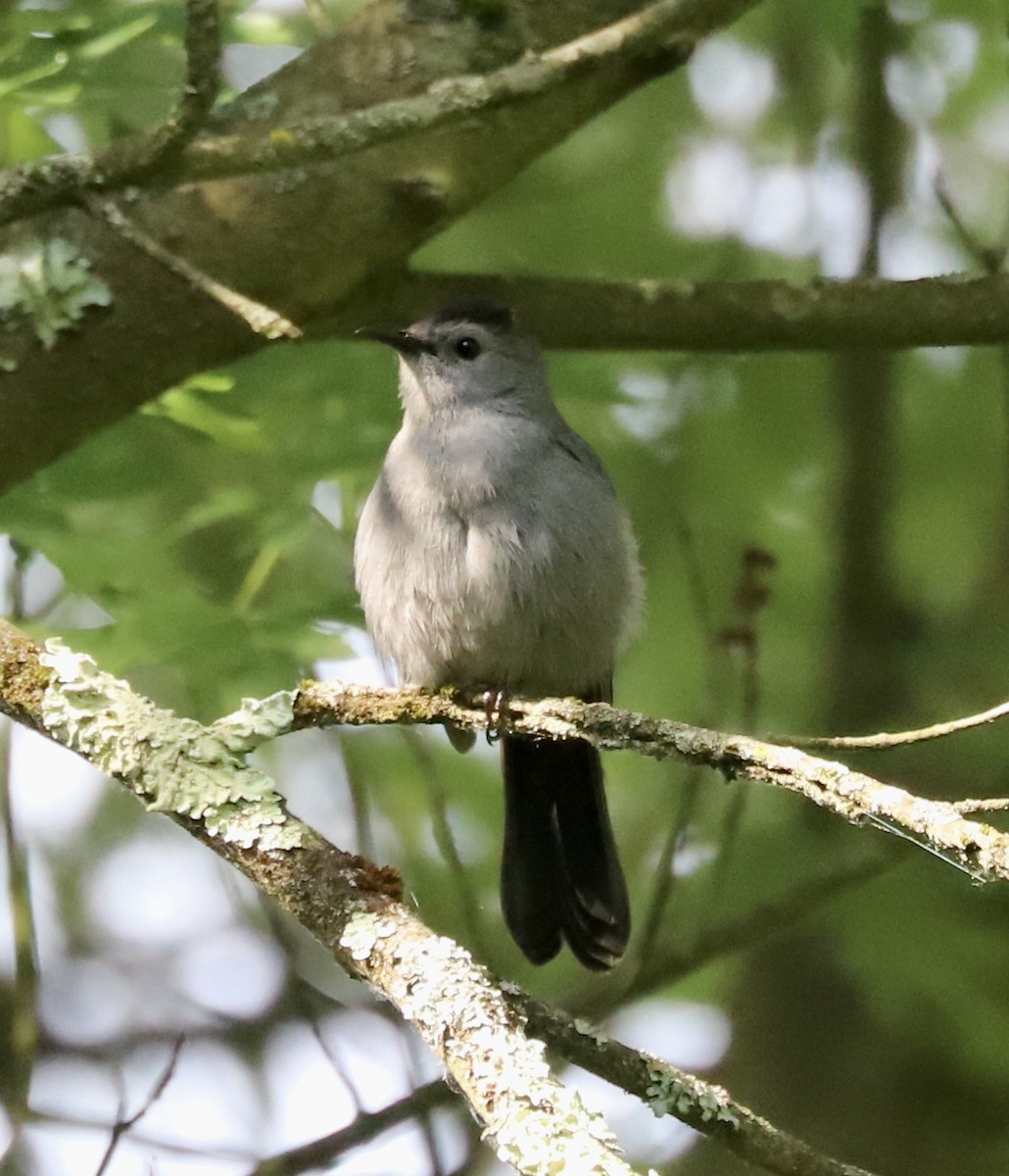 Gray Catbird - ML620068892