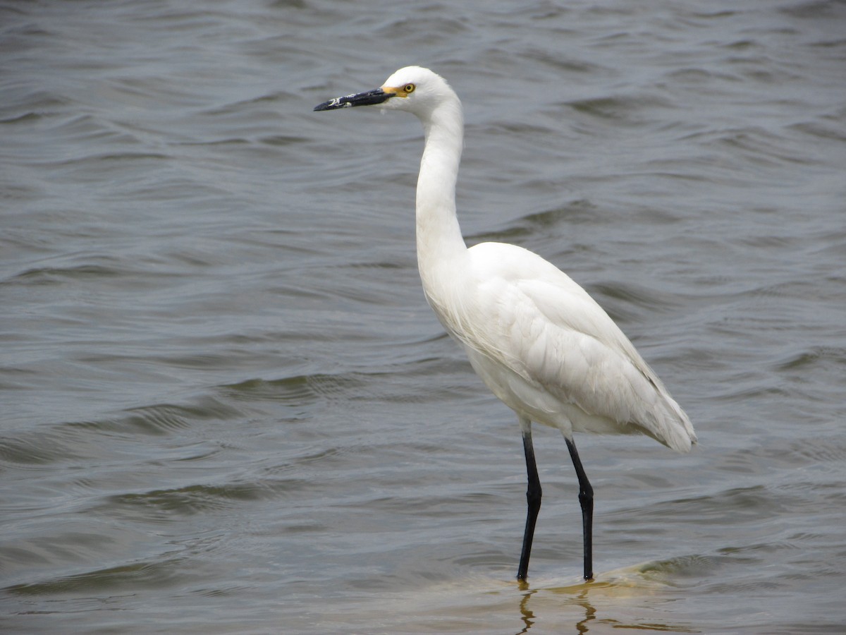 Snowy Egret - ML620068914