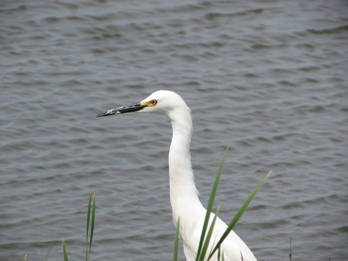 Snowy Egret - ML620068915