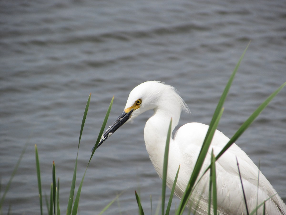 Snowy Egret - ML620068917