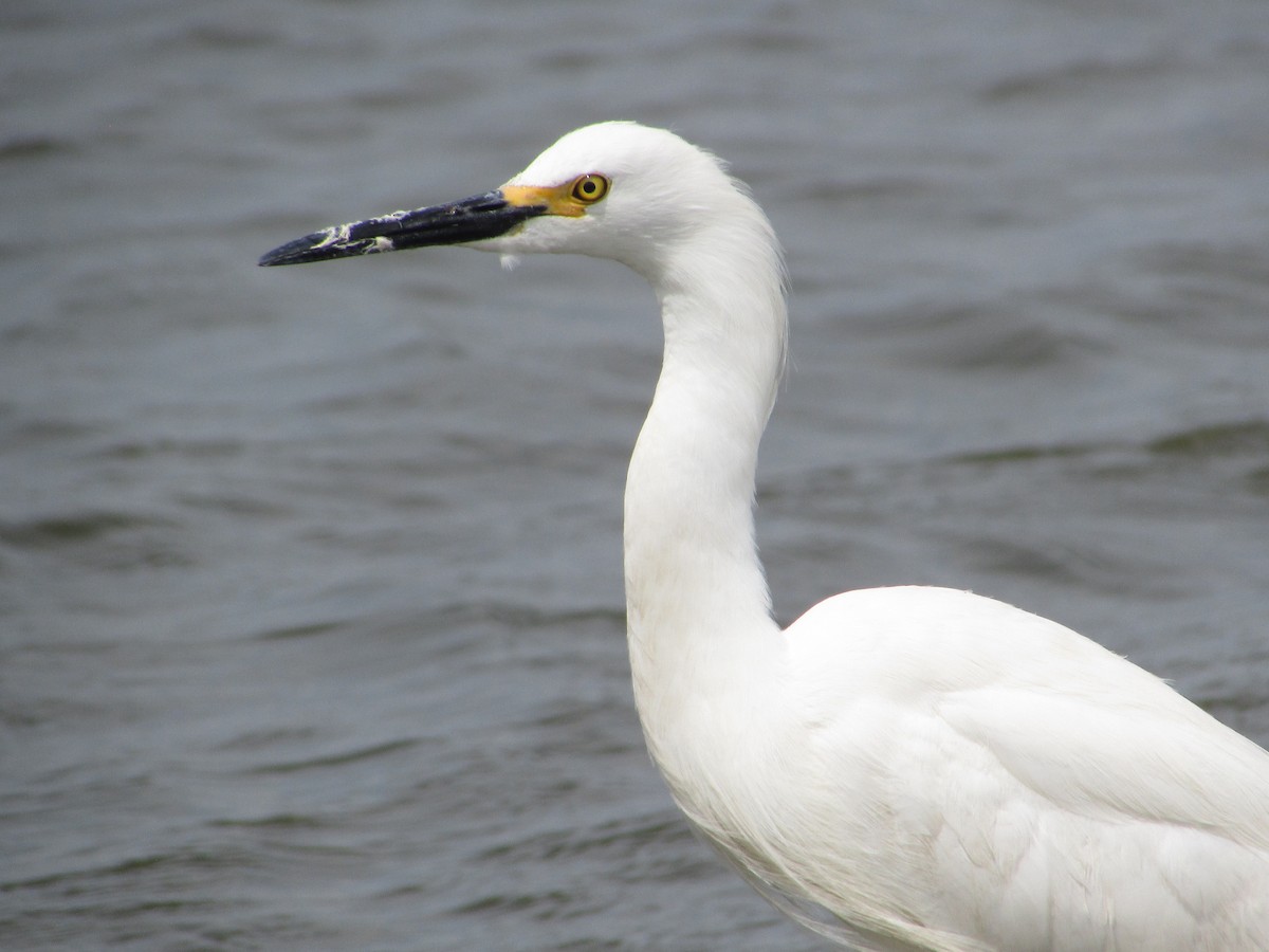 Snowy Egret - ML620068920