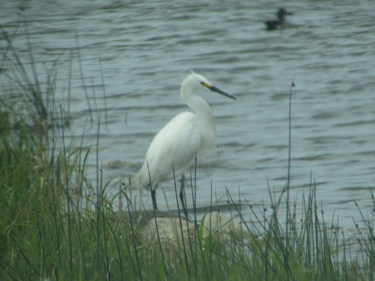 Snowy Egret - ML620068921