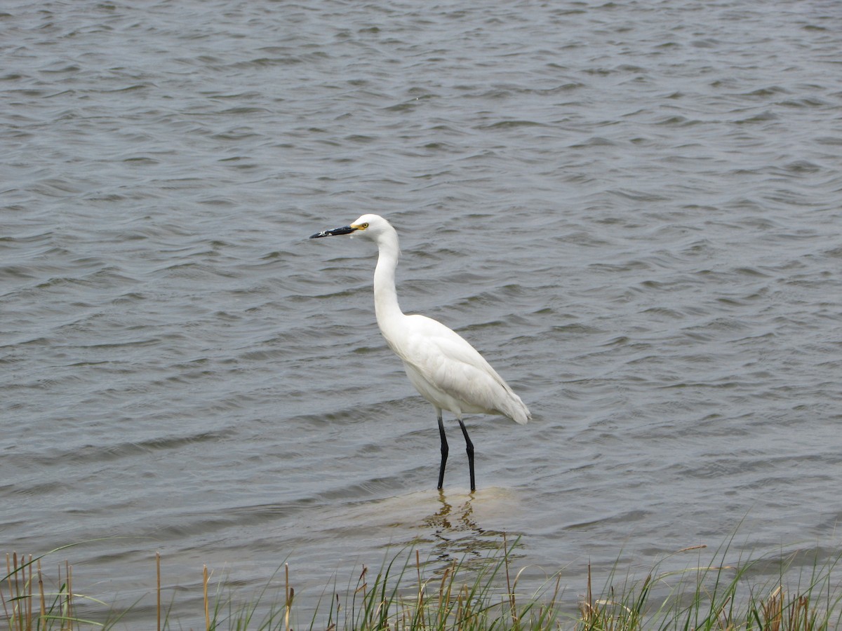 Snowy Egret - ML620068922