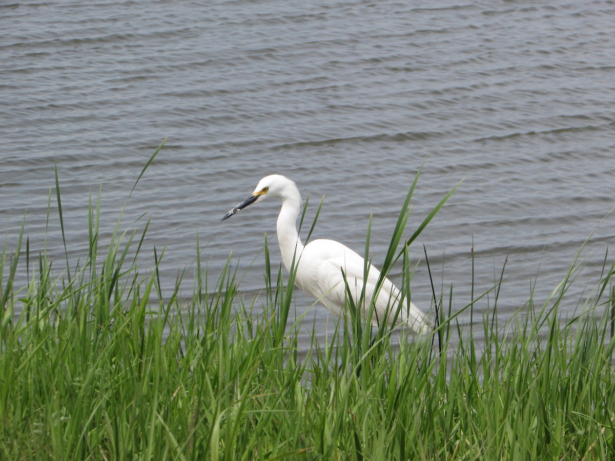 Snowy Egret - ML620068925