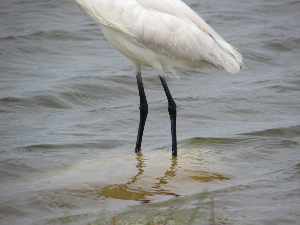 Snowy Egret - ML620068926