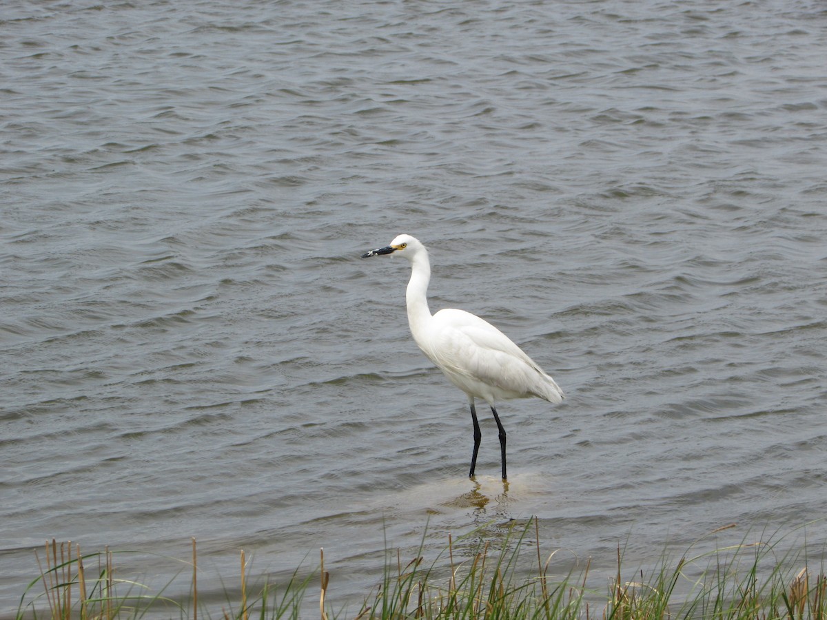 Snowy Egret - ML620068927