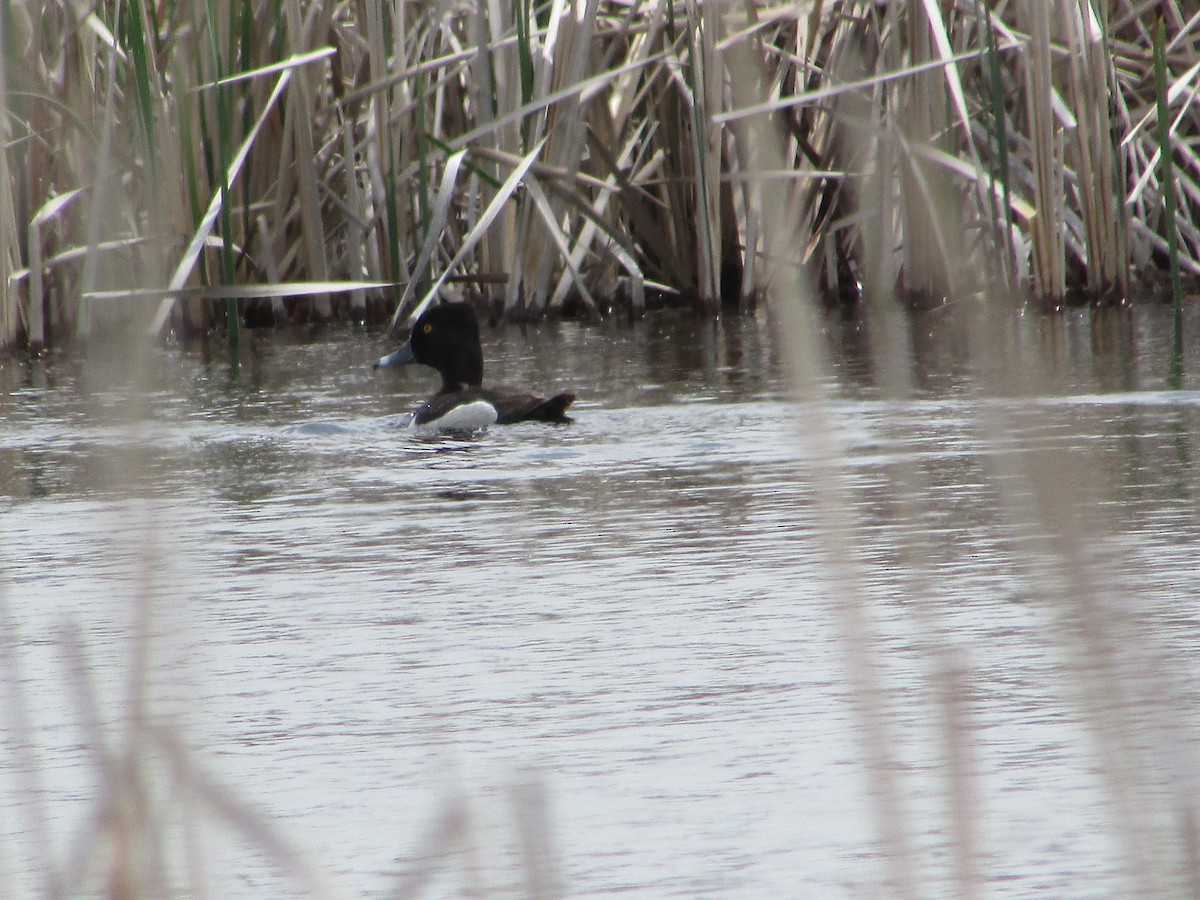 Ring-necked Duck - ML620068930